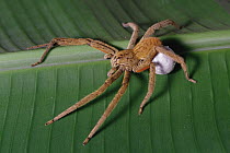 Wandering Spider (Cupiennius coccineus) with egg sac, Mesoamerica