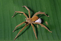 Wandering Spider (Cupiennius coccineus) with egg sac, Mesoamerica