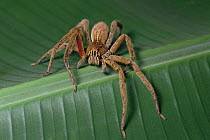 Wandering Spider (Cupiennius coccineus) with egg sac under abdomen, not visible in photo, Mesoamerica