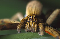 Huntsman Spider (Cpiennius corcineus), Central America