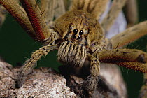 Wandering Spider (Cupiennius coccineus) close-up, Mesoamerica