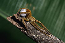 Huntsman Spider (Cupiennius coccineus) with egg sac, North America