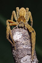Wandering Spider (Cupiennius coccineus) close up on branch, front view, Mesoamerica