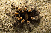 Mexican Red-knee Tarantula (Brachypelma smithi) portrait, top view, Mexico and Central America