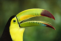Keel-billed Toucan (Ramphastos sulfuratus) portrait showing barbed tongue, native to Mexico and Central America