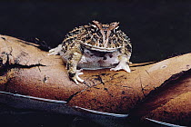 Colombian Horned Frog (Ceratophrys calcarata) portrait, South America