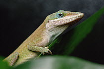 Green Anole (Anolis carolinensis) close-up, portrait, native southeast USA and the Caribbean