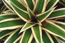 Red Pineapple Bromeliad (Ananas comosus variegatus) top view, Trinidad, Caribbean