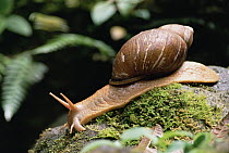 Snail in forest, Los Cedros River Valley, Ecuador
