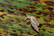 Snail on leaf, Los Cedros River Valley, Ecuador