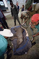 African Elephant (Loxodonta africana) orphan, Thoma, who is being loaded into plane for trip to orphanage is rescued by Edwin, David Sheldrick Wildlife Trust, Tsavo East National Park, Kenya