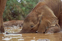 African Elephant (Loxodonta africana) orphan, Icholta, two month old, playing in mud bath, David Sheldrick Wildlife Trust, Tsavo East National Park, Kenya