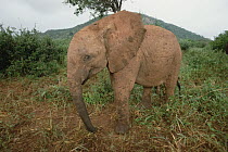 African Elephant (Loxodonta africana) orphan called Nyiro, 18 month old, David Sheldrick Wildlife Trust, Tsavo East National Park, Kenya