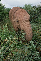 African Elephant (Loxodonta africana) orphan called Edie at 22 months old, David Sheldrick Wildlife Trust, Tsavo East National Park, Kenya