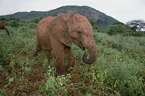 African Elephant (Loxodonta africana) orphan called Lalkipla at 18 months old, David Sheldrick Wildlife Trust, Tsavo East National Park, Kenya
