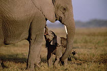 African Elephant (Loxodonta africana) infant begging mother to nurse, Amboseli National Park, Kenya
