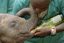 African Elephant (Loxodonta africana) keeper Edwin gives a young orphan a milk bottle, David Sheldrick Wildlife Trust, Tsavo East National Park, Kenya
