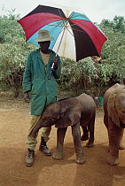 African Elephant (Loxodonta africana) keeper shading baby orphan Laibon with umbrella to protect skin, David Sheldrick Wildlife Trust, Tsavo East National Park, Kenya