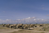 African Elephant (Loxodonta africana) matriarchal herd on the move, Amboseli National Park, Kenya