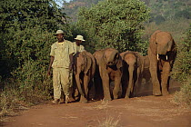 African Elephant (Loxodonta africana) keeper Mishak Nzimbi leads eight orphans with older orphan along into the bush, David Sheldrick Wildlife Trust, Tsavo East National Park, Kenya