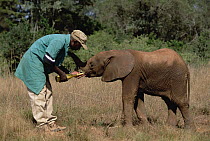 African Elephant (Loxodonta africana) keeper Mishak feeding new orphan Thoma at David Sheldrick Wildlife Trust, Tsavo East National Park, Kenya