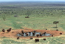 African Elephant (Loxodonta africana) herd at watering hole, Tsavo National Park, Kenya