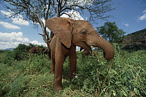African Elephant (Loxodonta africana) orphan, Natumi, feeds on vegetation, David Shedrick Wildlife Trust, Tsavo East National Park, Kenya