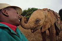 African Elephant (Loxodonta africana) keeper, Julius, shares a tender moment with Kinna, a young orphan, David Sheldrick Wildlife Trust, Tsavo East National Park, Kenya