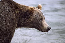 Grizzly Bear (Ursus arctos horribilis), McNeil River Sanctuary, Alaska