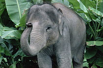 Asian Elephant (Elephas maximus) baby, southeast Asia