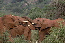 African Elephant (Loxodonta africana) young bulls engage in greeting ritual, Amboseli National Park, Kenya