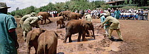 African Elephant (Loxodonta africana) orphans and keepers in midday mud wallow at orphanage in Nairobi, David Sheldrick Wildlife Trust, Tsavo East National Park, Kenya