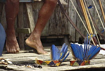 Macaw feathers as curios, for sale in village along Amazon river, Brazil