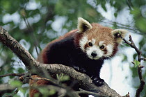Lesser Panda (Ailurus fulgens), native to China, Nepal and Burma