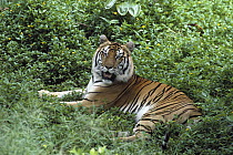 Bengal Tiger (Panthera tigris tigris) portrait, Hilo Zoo, Hawaii