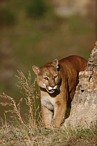Mountain Lion (Puma concolor) peering around the corner of a rock edge, western North America