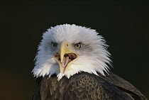 Bald Eagle (Haliaeetus leucocephalus) calling, North America
