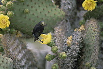Common Cactus-Finch (Geospiza scandens), Galapagos Islands, Ecuador
