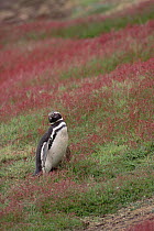Magellanic Penguin (Spheniscus magellanicus) standing on hillside full of flowers, West Falkland Islands