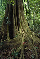 Fig (Ficus sp) buttress root in lowland tropical rainforest, Corcovado National Park, Costa Rica