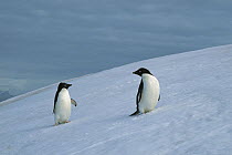 Adelie Penguin (Pygoscelis adeliae) pair on snowfield, Antarctic Peninsula, Antarctica