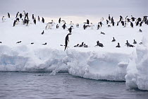 Adelie Penguin (Pygoscelis adeliae) leaping into ocean from ice edge, Antarctica Peninsula, Antarctica