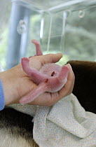 Giant Panda (Ailuropoda melanoleuca) newborn with part of umbilical cord still attached, held by worker at the China Conservation and Research Center for the Giant Panda, Wolong Nature Reserve, China