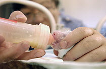 Giant Panda (Ailuropoda melanoleuca) infant being fed with a bottle at the China Conservation and Research Center for the Giant Panda, Wolong Nature Reserve, China