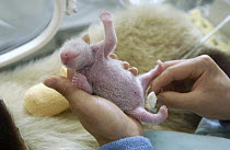 Giant Panda (Ailuropoda melanoleuca) infant being cleaned at the China Conservation and Research Center for the Giant Panda, Wolong Nature Reserve, China