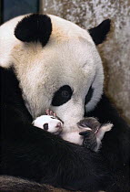 Giant Panda (Ailuropoda melanoleuca) mother and two week old infant, Wolong Nature Reserve, China