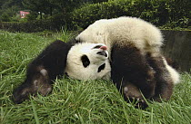 Giant Panda (Ailuropoda melanoleuca) rolling in green grass, Wolong Nature Reserve, China