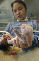 Giant Panda (Ailuropoda melanoleuca) newborn held by Hu Hai Ping at the China Conservation and Research Center for the Giant Panda, Wolong Nature Reserve, China