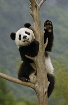 Giant Panda (Ailuropoda melanoleuca) cub climbing tree, Wolong Nature Reserve, China