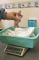 Giant Panda (Ailuropoda melanoleuca) infant being weighed, China Conservation and Research Center for the Giant Panda, Wolong Nature Reserve, China